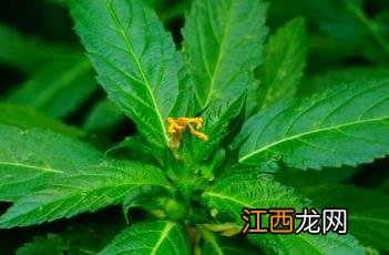 黄时钟花几点开花 黄时钟花