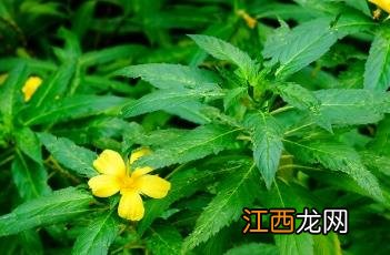 黄时钟花几点开花 黄时钟花