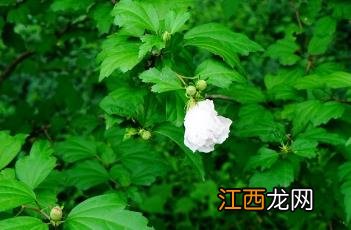 白花重瓣木槿 木槿花