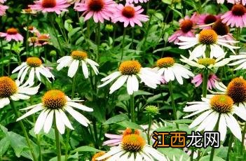 白花松果菊植物智 白花松果菊