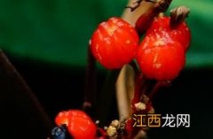 紫背竹芋叶子发黄发干怎么回事 紫背竹芋