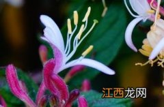 红白忍冬 红白忍冬可以泡茶吗