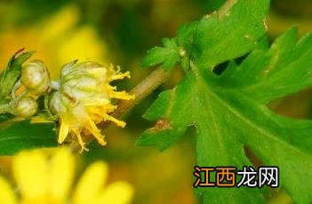 异色菊黯 异色菊