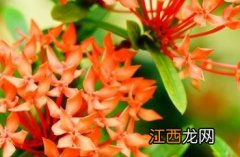 小叶龙船花的养殖方法 小叶龙船花