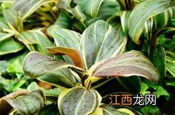 安德烈小姐朱蕉