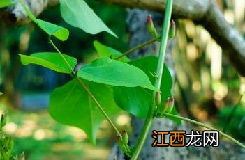 龙牙花 龙牙花图片