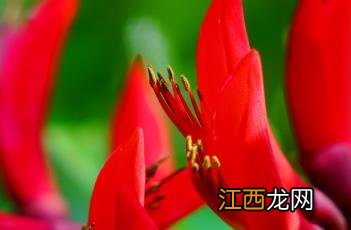 龙牙花 龙牙花图片