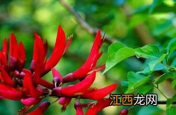 龙牙花 龙牙花图片