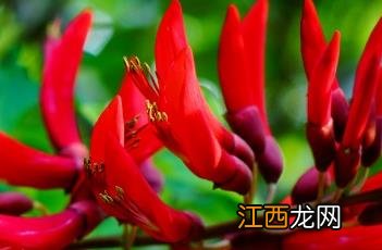 龙牙花 龙牙花图片