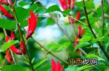 龙牙花 龙牙花图片