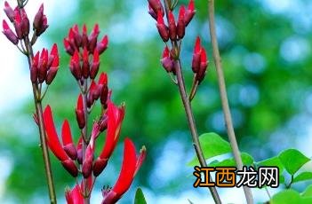 龙牙花 龙牙花图片