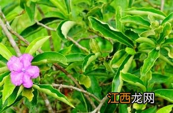 大花鸳鸯茉莉 大叶鸳鸯茉莉