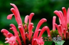 珊瑚花的养殖方法和注意事项 珊瑚花