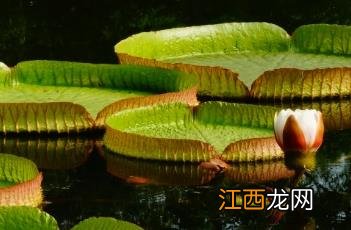 克鲁兹王莲 克鲁兹王莲和王莲的区别