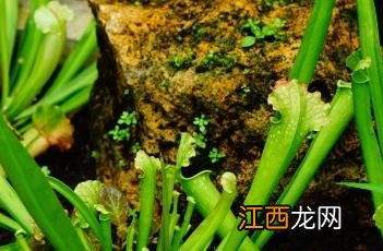 瓶子草