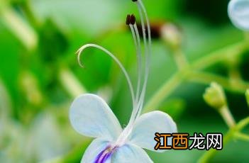 蓝蝴蝶 蓝蝴蝶花