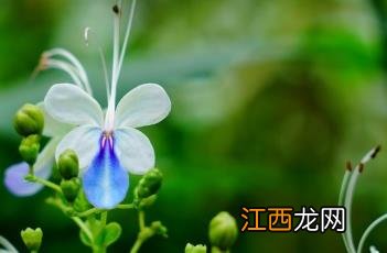 蓝蝴蝶 蓝蝴蝶花