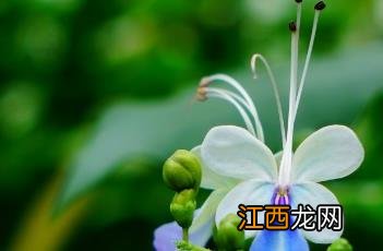 蓝蝴蝶 蓝蝴蝶花