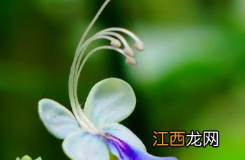 蓝蝴蝶 蓝蝴蝶花