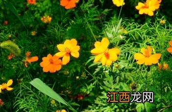 硫华菊怎么种 硫华菊