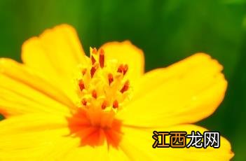 硫华菊怎么种 硫华菊