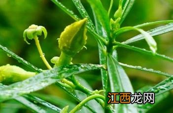 黄花夹竹桃