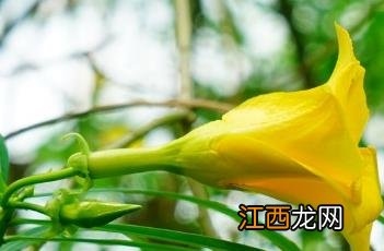 黄花夹竹桃