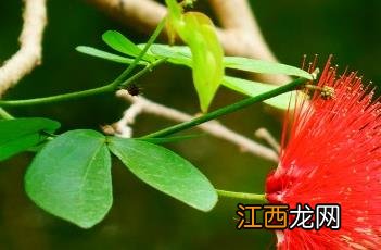 红粉扑花是合欢花吗 红粉扑花