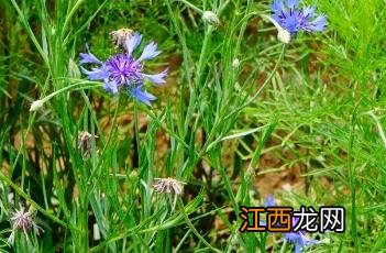 矢车菊花的图片 矢车菊