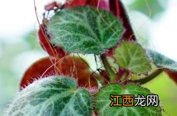 虎耳草 虎耳草治荨麻疹方法