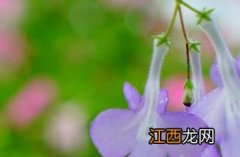 海豚花的养殖方法和注意事项 海豚花