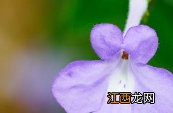 海豚花的养殖方法和注意事项 海豚花