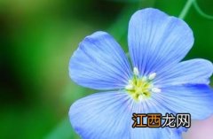 宿根亚麻花语和寓意 宿根亚麻