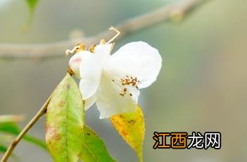 尖连蕊茶 尖连蕊茶能做茶叶吗