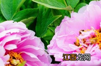 菱花湛露牡丹怎么样 菱花湛露牡丹