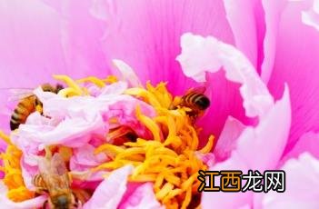 菱花湛露牡丹怎么样 菱花湛露牡丹