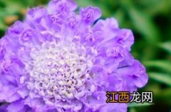 &#39;蓝调&#39;灰蓝盆花