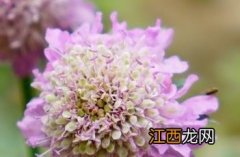 粉钻石日本蓝盆花