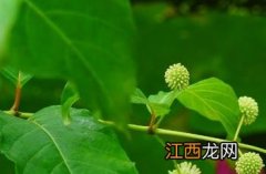 风箱树叶 风箱树叶什么季节采收