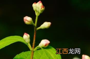 东北山梅花和京山梅花的区别 东北山梅花