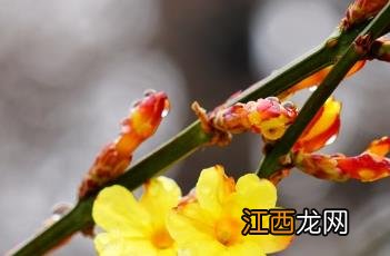 迎春花图片 迎春花