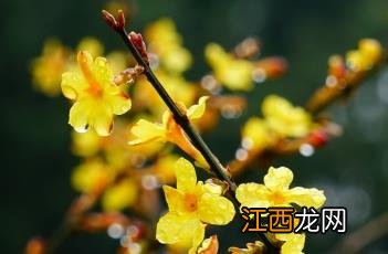 迎春花图片 迎春花