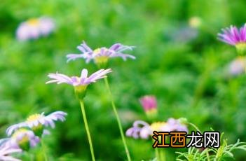 雁河菊有毒吗 雁河菊