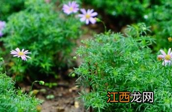 雁河菊有毒吗 雁河菊