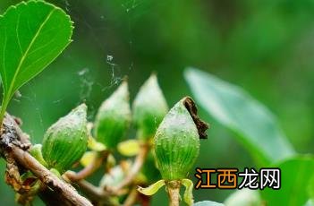 连翘茎叶 连翘茎叶 连翘苷