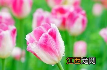 英菲尼提郁金香