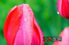 帆船郁金香