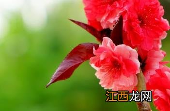 紫叶桃花 紫叶桃花图片