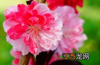 紫叶桃花 紫叶桃花图片