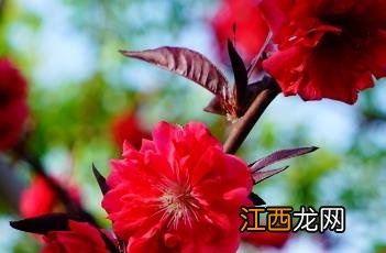 紫叶桃花 紫叶桃花图片